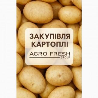Надійне партнерство в закупівлі картоплі