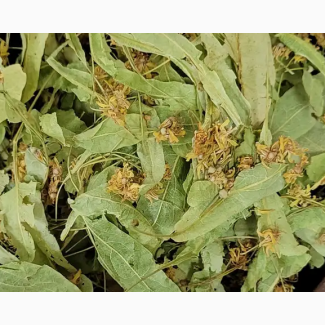 Куплю цвіт липи