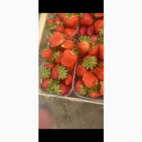 Продам суницю садову / полуницю / клубніку / земляніку