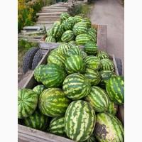 Кавун оптом
