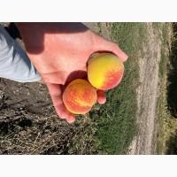 Продам персик