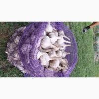 Продам Часник