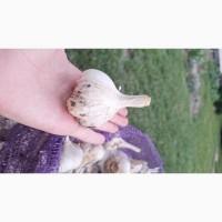 Продам Часник