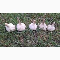 Продам Часник