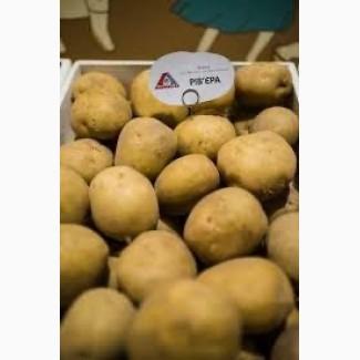 Насіннєва картопля Рів’єра Хмельницька область купити для посадки, роздріб від 10 кг