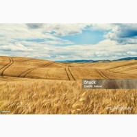 Купуємо пшеницю