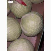 Продаю капусту преміальної якості. Сорти Агресор, Трансам