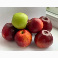 Яблука зимові