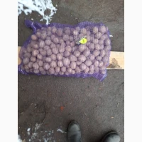 Рів’єра насіннєва картопля 1-2 репродукція, оптові поставки від 5 тонн