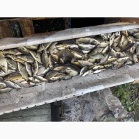 Продам Короп Карась Амур
