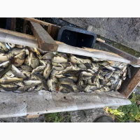 Продам Короп Карась Амур