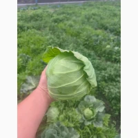 Продам капусту молодую зариссима