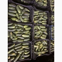 Продам огурец