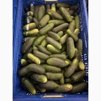 Продам огурец