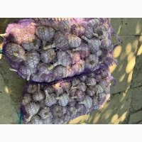 Продам товарний часник сорту Любаша