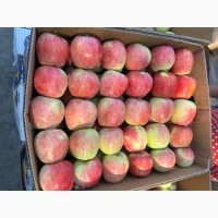 Продам яблука Пірус