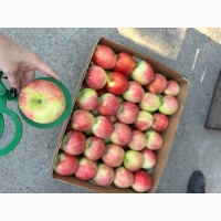 Продам яблука Пірус