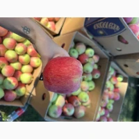 Продам яблука Пірус