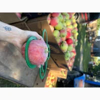Продам яблука Пірус