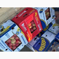 Продам яблука Пірус