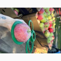 Продам яблука Пірус
