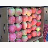 Продам яблука Пірус