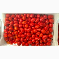 Продам товарний помідор