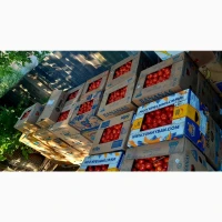 Продам помідор.Харківська область