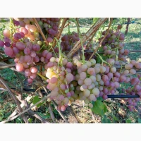 Продам виноград аркадія, лівія, ландиш