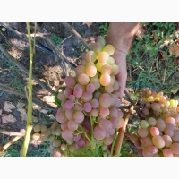 Продам виноград аркадія, лівія, ландиш