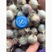 Продам часник, однозубку