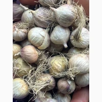Продам часник, однозубку