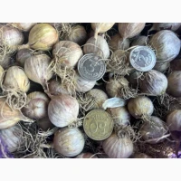 Продам часник, однозубку