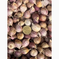 Продам часник, однозубку