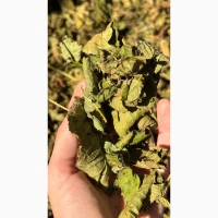 Продам сухе листя ожини у великій кількості
