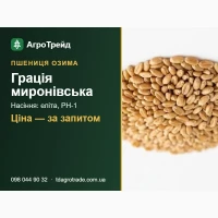 Пшениця озима Грація миронівська: сертифіковане насіння (МІП ім. Ремесла)