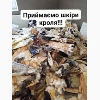 Куплю кролячі шкірки