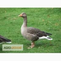 Продам гусей, качок, курей