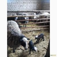 Продам вівці