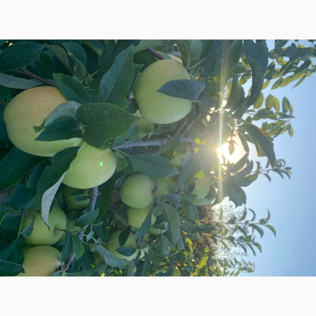 Продам товарне якісне яблуко