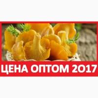 ᐉ 2017 Грибы СВЕЖИЕ ЛИСИЧКИ Цена за КГ! Купить Лисички Солёные Оптом! Фото Гриб Москва СПБ