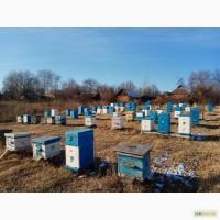 Мед липа+гречиха 60грн за 0, 5л