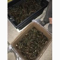 Продам оптом раки живые, свежие, вкусные