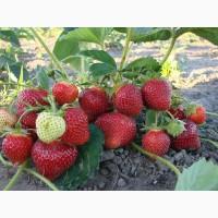 Продам саженцы клубники (садовой земляники) элитных сортов