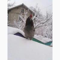 Інкубаційне яйце араукана
