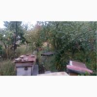Срочно продам ухоженные, пчелиные улики 7шт. с семьями