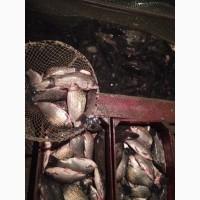 Продам живий дикий карась
