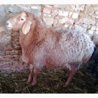 Продам Барана породы Гиссар