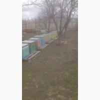 Продам пчелопакеты КАРПАТКА, пчелы, пасека, бджоли, вулики, ульи