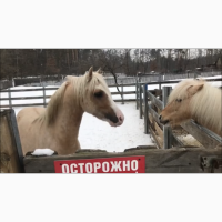 Спортивный пони уэльский жеребец пони